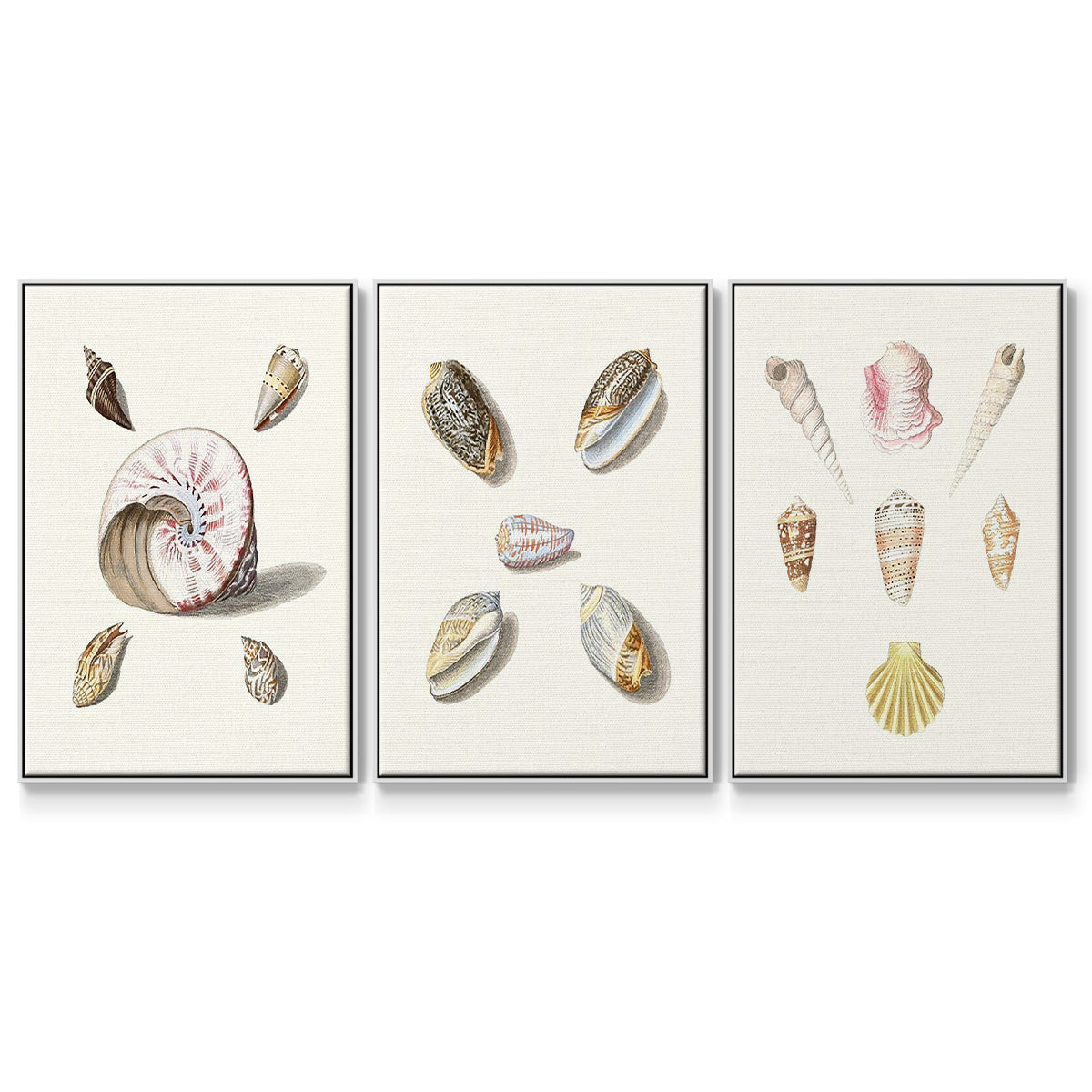 Pastel Knorr Shells I - Framed Premium Gallery Wrapped Canvas L Frame 3 Piece Set - Ready to Hang