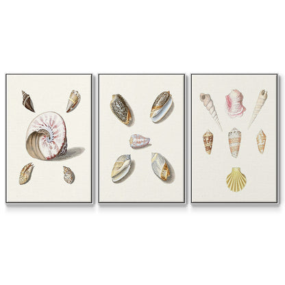 Pastel Knorr Shells I - Floater Framed Canvas Set
