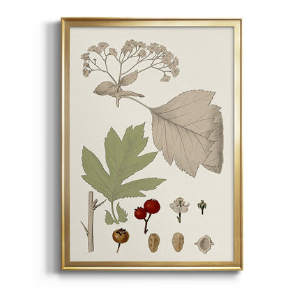 Leaves & Berries II - Modern Framed Canvas Print