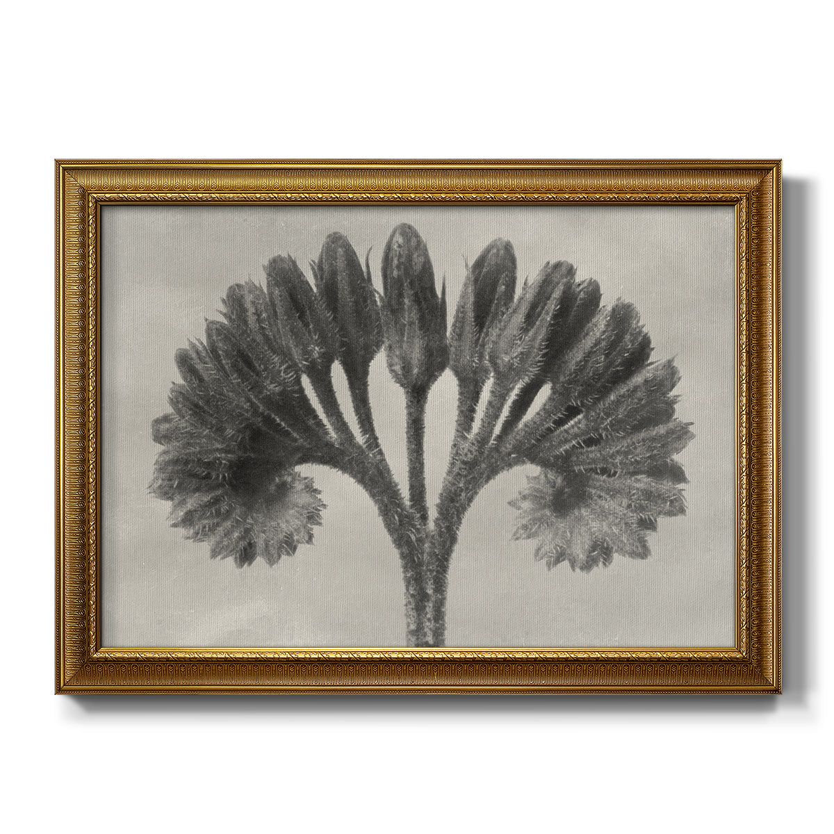 Vintage botanical plant study photograph by Karl Blossfeldt printed on canvas in an ornate traditional gold frame.