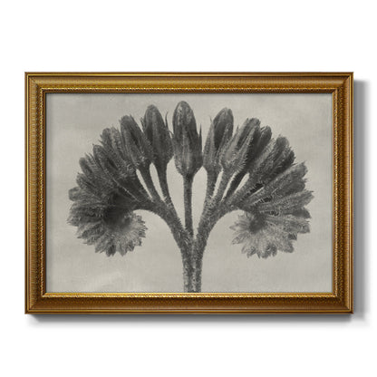 Vintage botanical plant study photograph by Karl Blossfeldt printed on canvas in an ornate traditional gold frame.