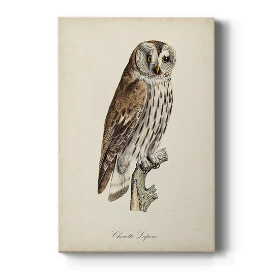 French Owls III Premium Gallery Wrapped Canvas - Ready to Hang