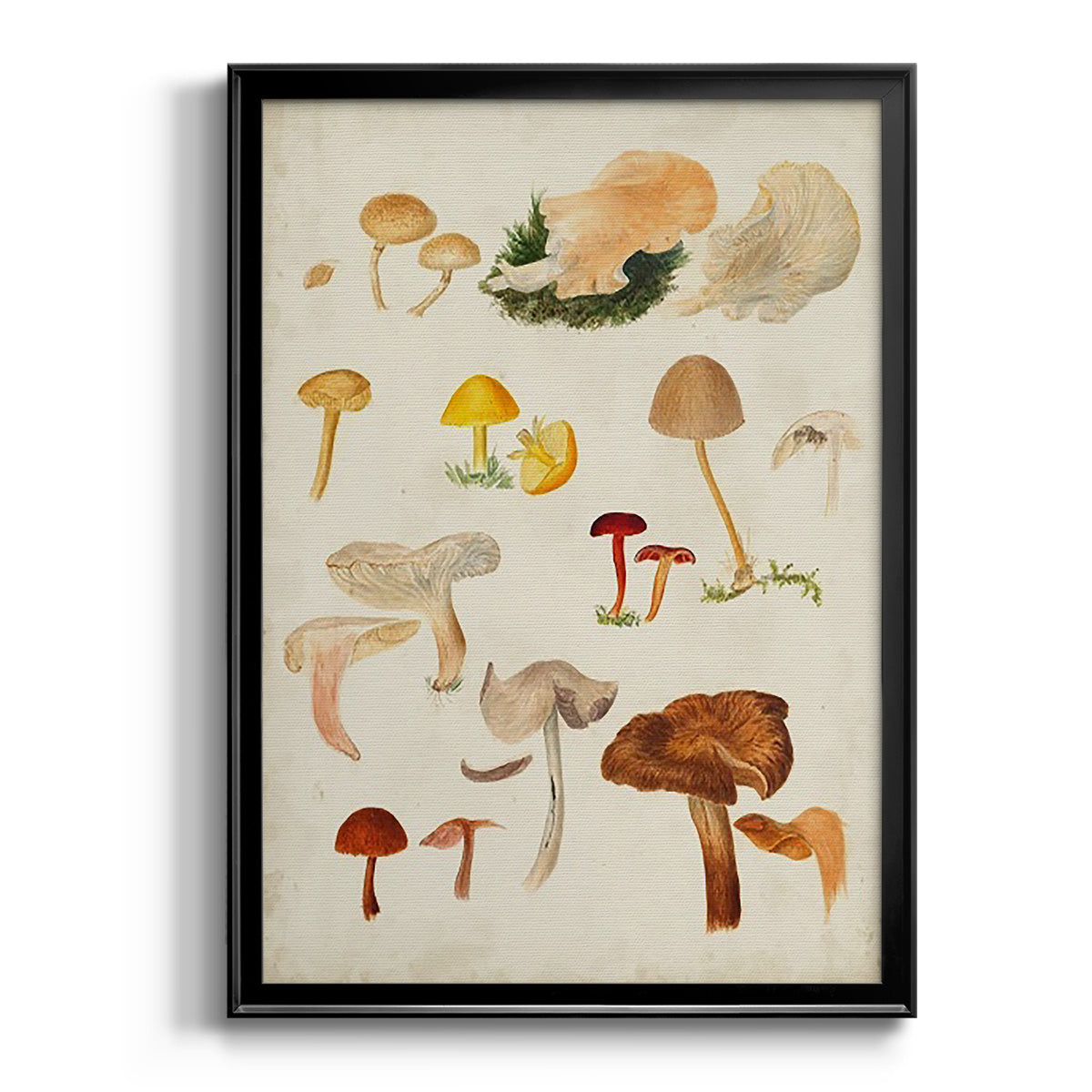 Mushroom Species XII - Modern Framed Canvas Print