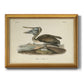 Audubons Brown Pelican - Ornate Framed Canvas Print