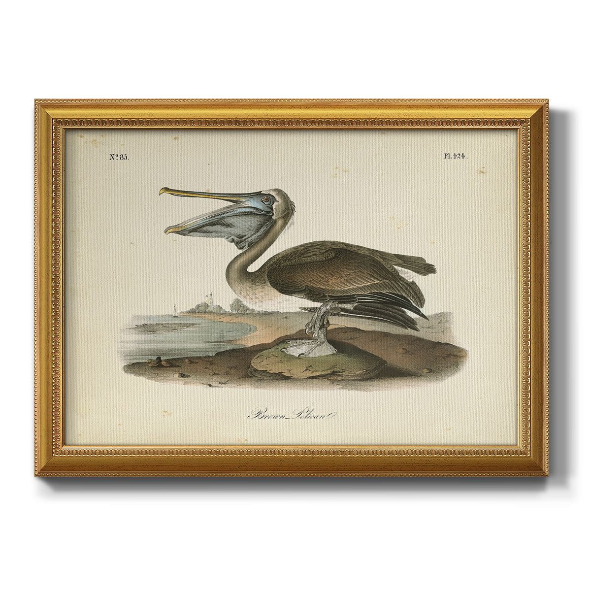 Audubons Brown Pelican - Ornate Framed Canvas Print