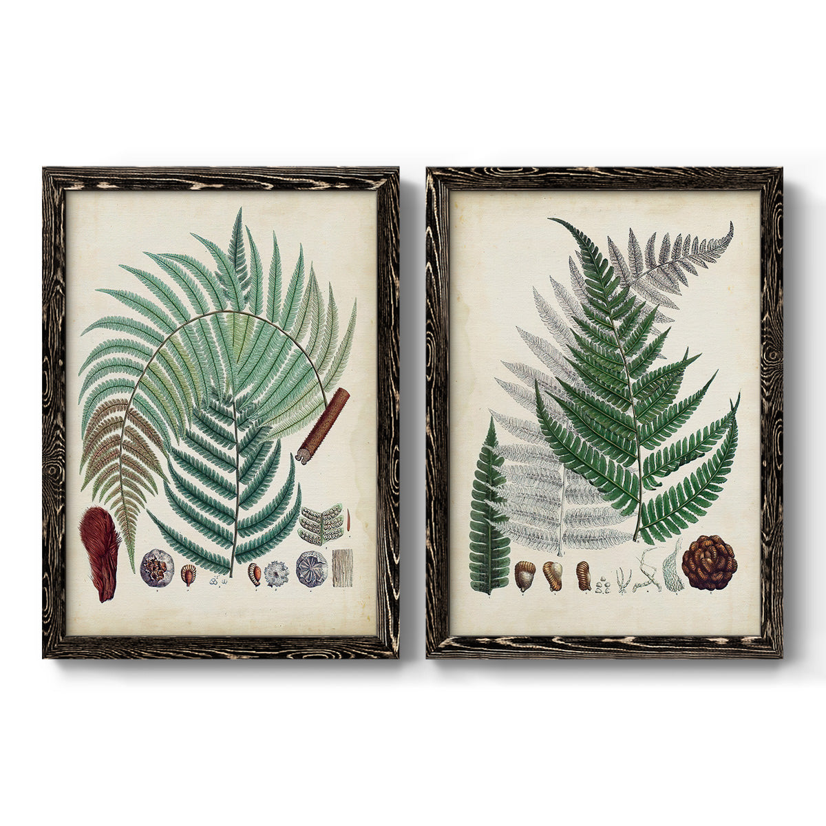 Set of two black barnwood framed canvas prints featuring two natural-history fern plates featuring vintage fern specimens with botanical details.