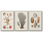 Knorr Shells & Coral I - Framed Premium Gallery Wrapped Canvas L Frame 3 Piece Set - Ready to Hang