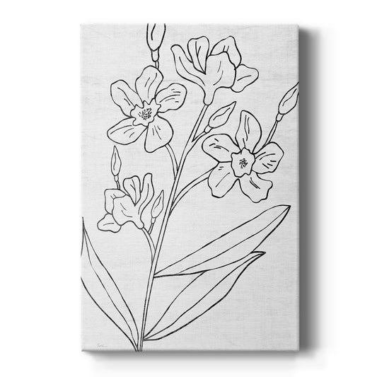 Botanical Sketch I - Canvas Art Print