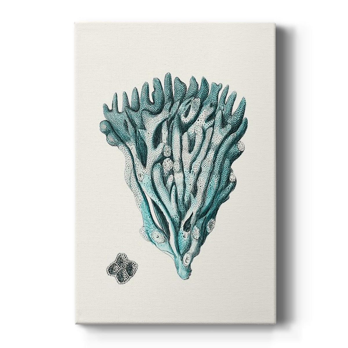 Antique Coastal Coral X - Canvas Art Print