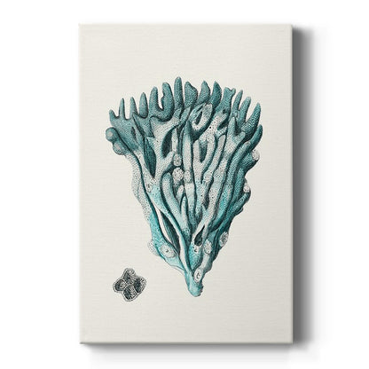 Antique Coastal Coral X - Canvas Art Print