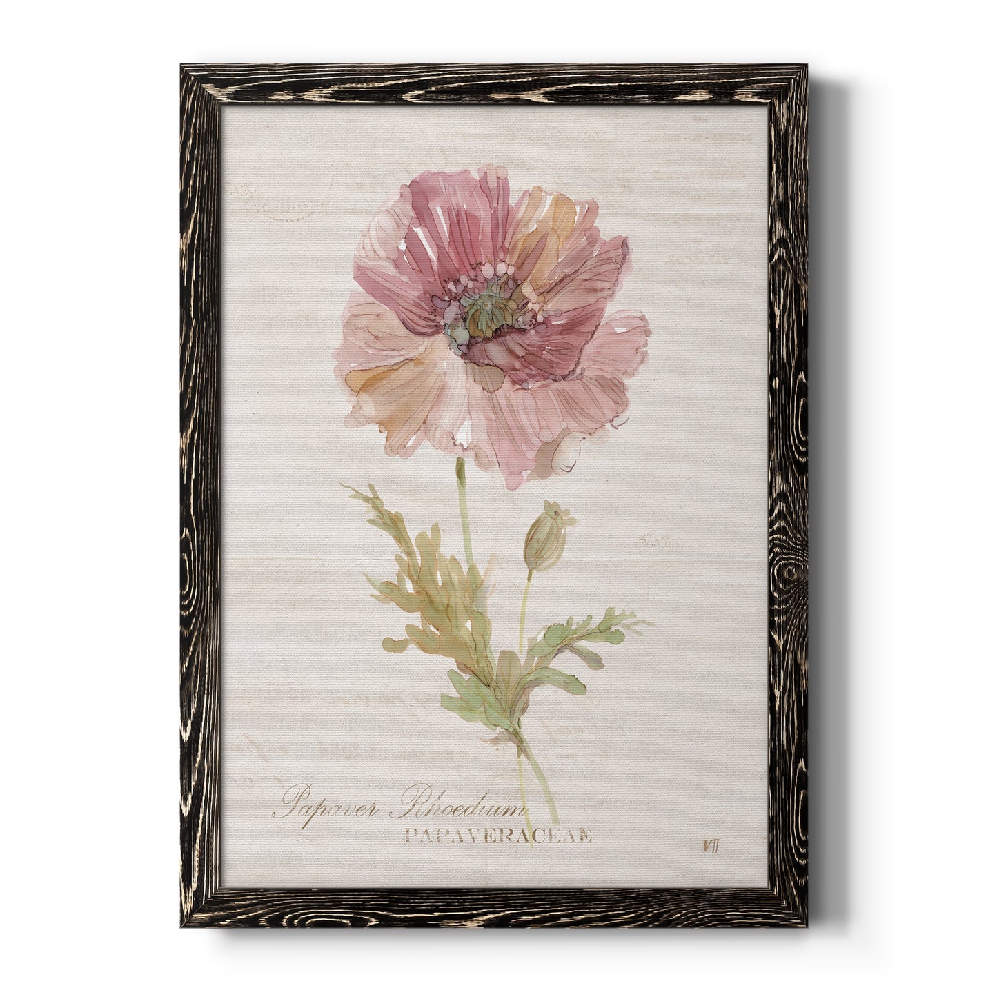 Soft Poppy - Barnwood Framed Canvas Print
