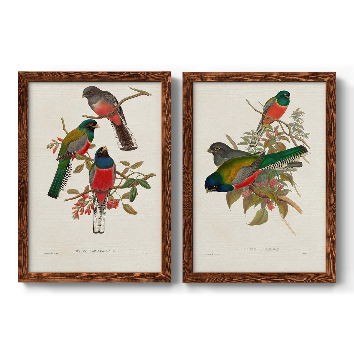 Elegant Trogons IX - Premium Framed Canvas 2 Piece Set - Ready to Hang