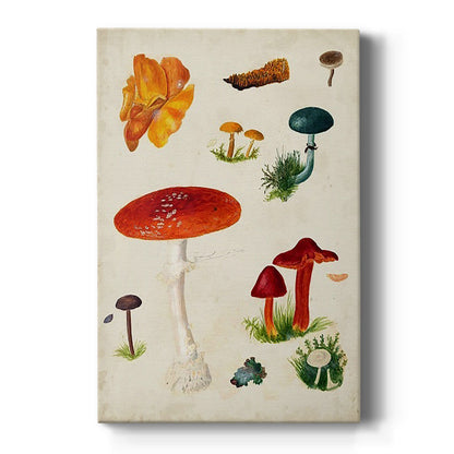 Mushroom Species VIII - Canvas Art Print