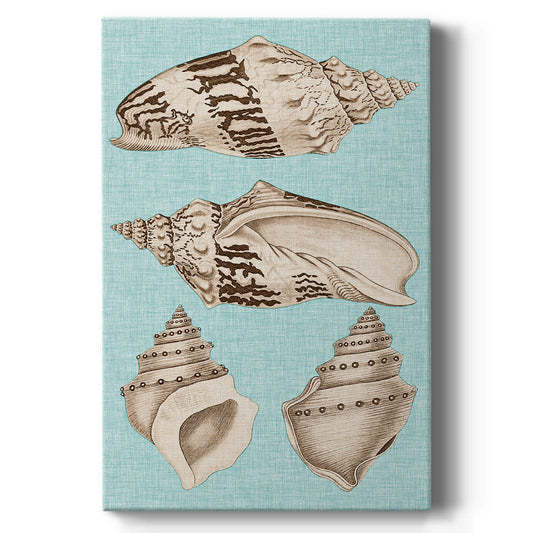 Sepia & Aqua Shells IV - Canvas Art Print