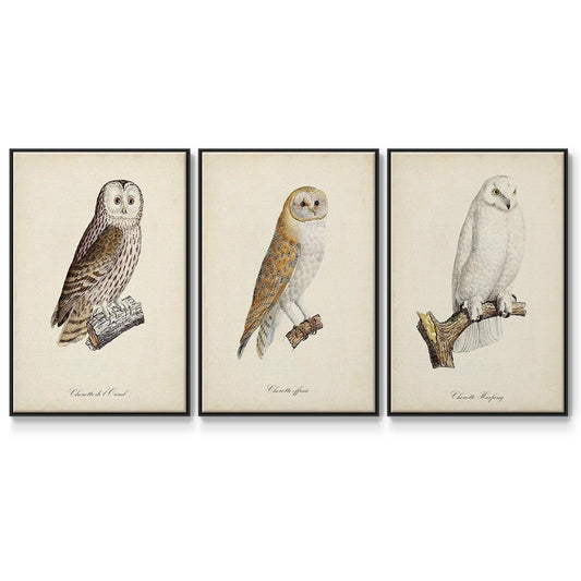 French Owls IV - Floater Framed Canvas Set