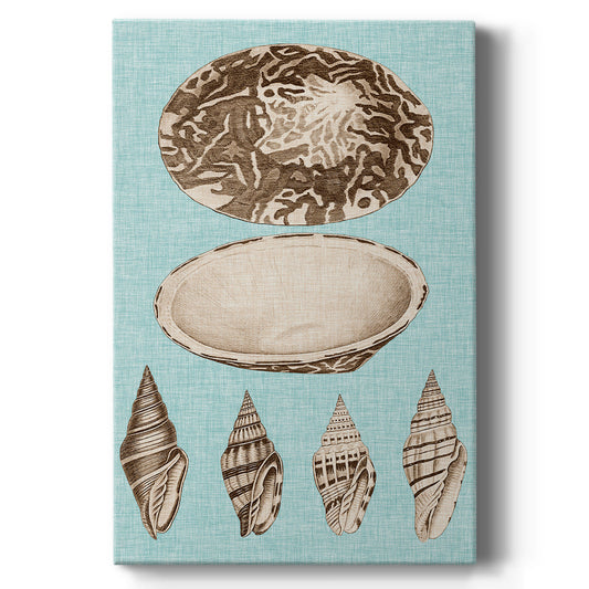 Sepia & Aqua Shells III - Canvas Art Print