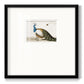 Standing Peacock Premium Framed Print Double Matboard