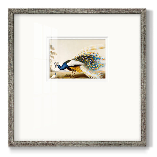 Golden Peacock - Double Matboard Framed Print