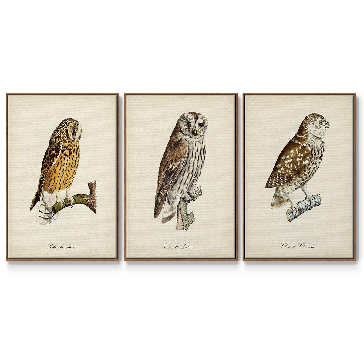 French Owls I - Framed Premium Gallery Wrapped Canvas L Frame 3 Piece Set - Ready to Hang