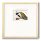 Peackock Plumage - Double Matboard Framed Print