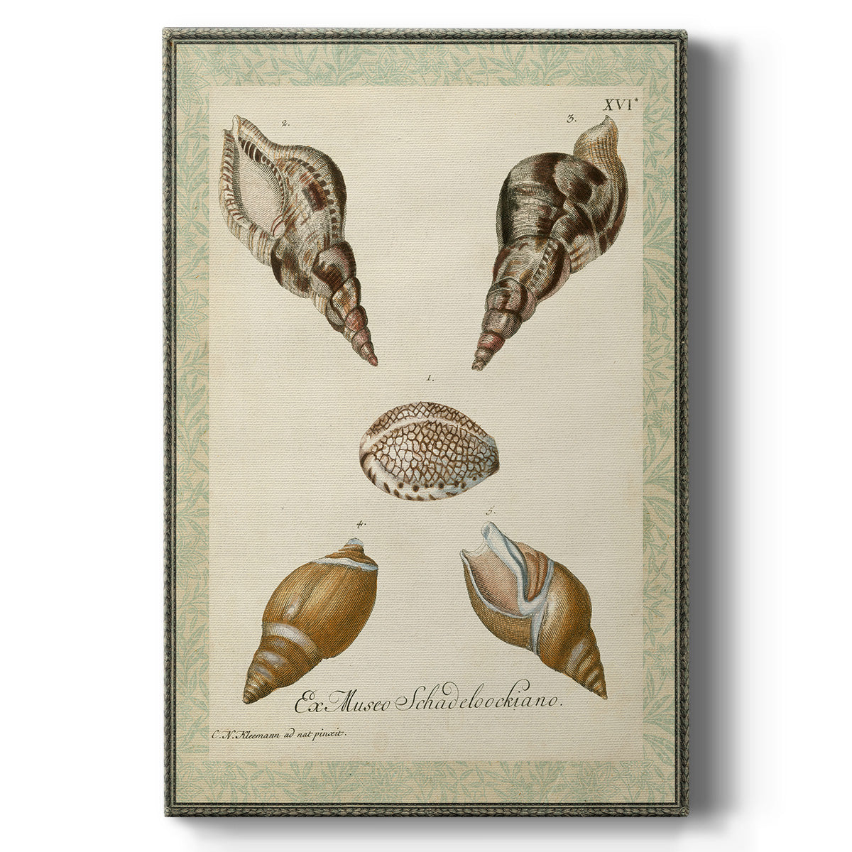 Bookplate Shells VIII Premium Gallery Wrapped Canvas - Ready to Hang