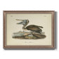 Audubons Brown Pelican - Ornate Framed Canvas Print