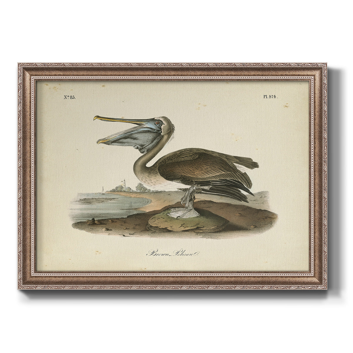 Audubons Brown Pelican - Ornate Framed Canvas Print
