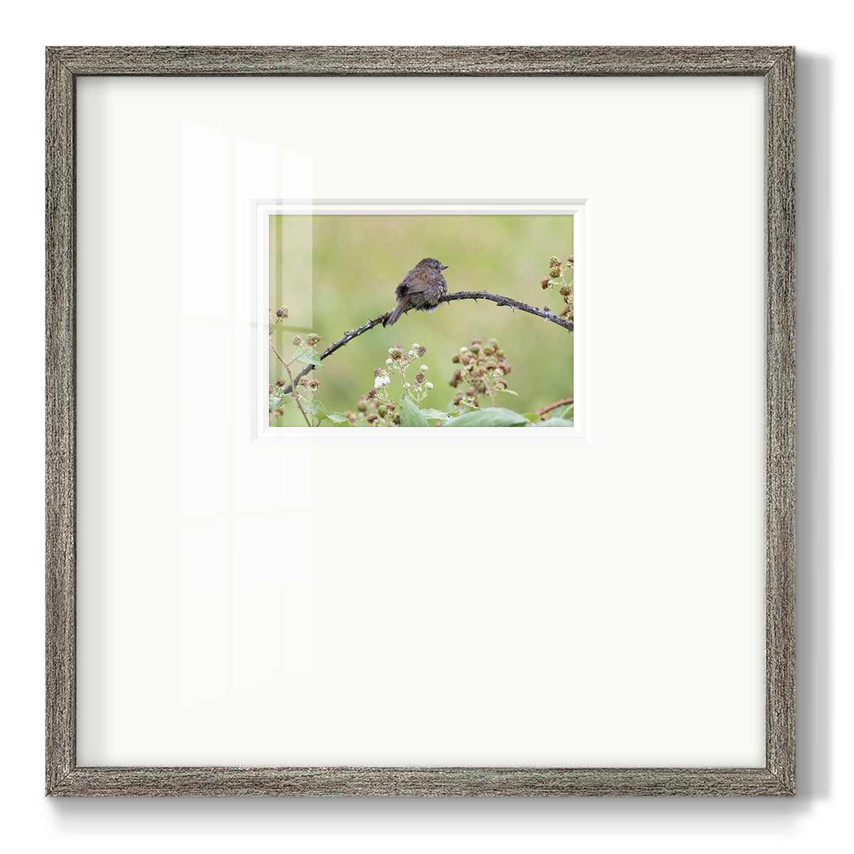 Resting Sparrow- Premium Framed Print Double Matboard