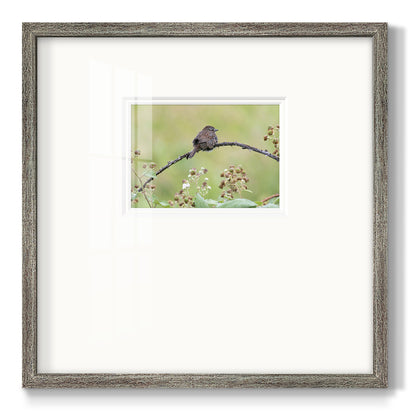 Resting Sparrow- Premium Framed Print Double Matboard