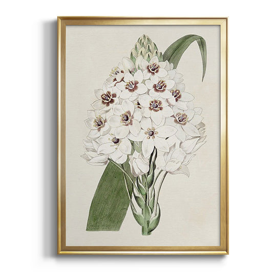 Flore Albo II - Modern Framed Canvas Print