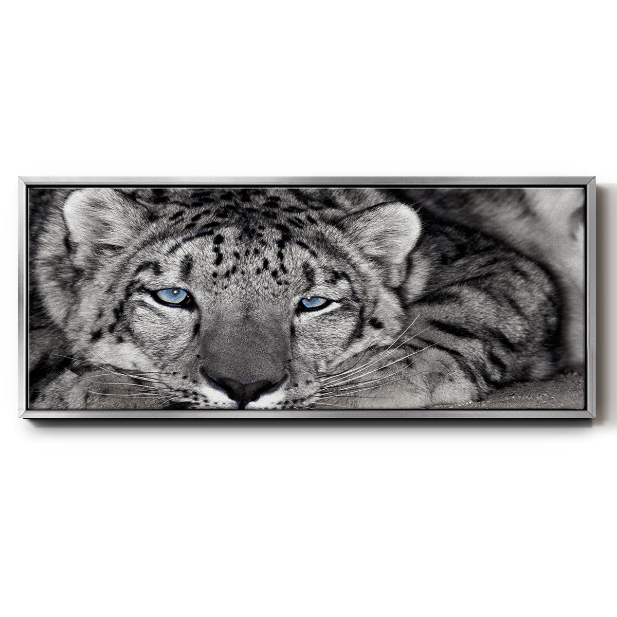 Snow Leopard Sanctuary - Floater Framed Canvas Print