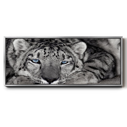 Snow Leopard Sanctuary - Floater Framed Canvas Print