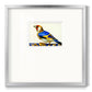 Blue Gold Finch - Double Matboard Framed Print