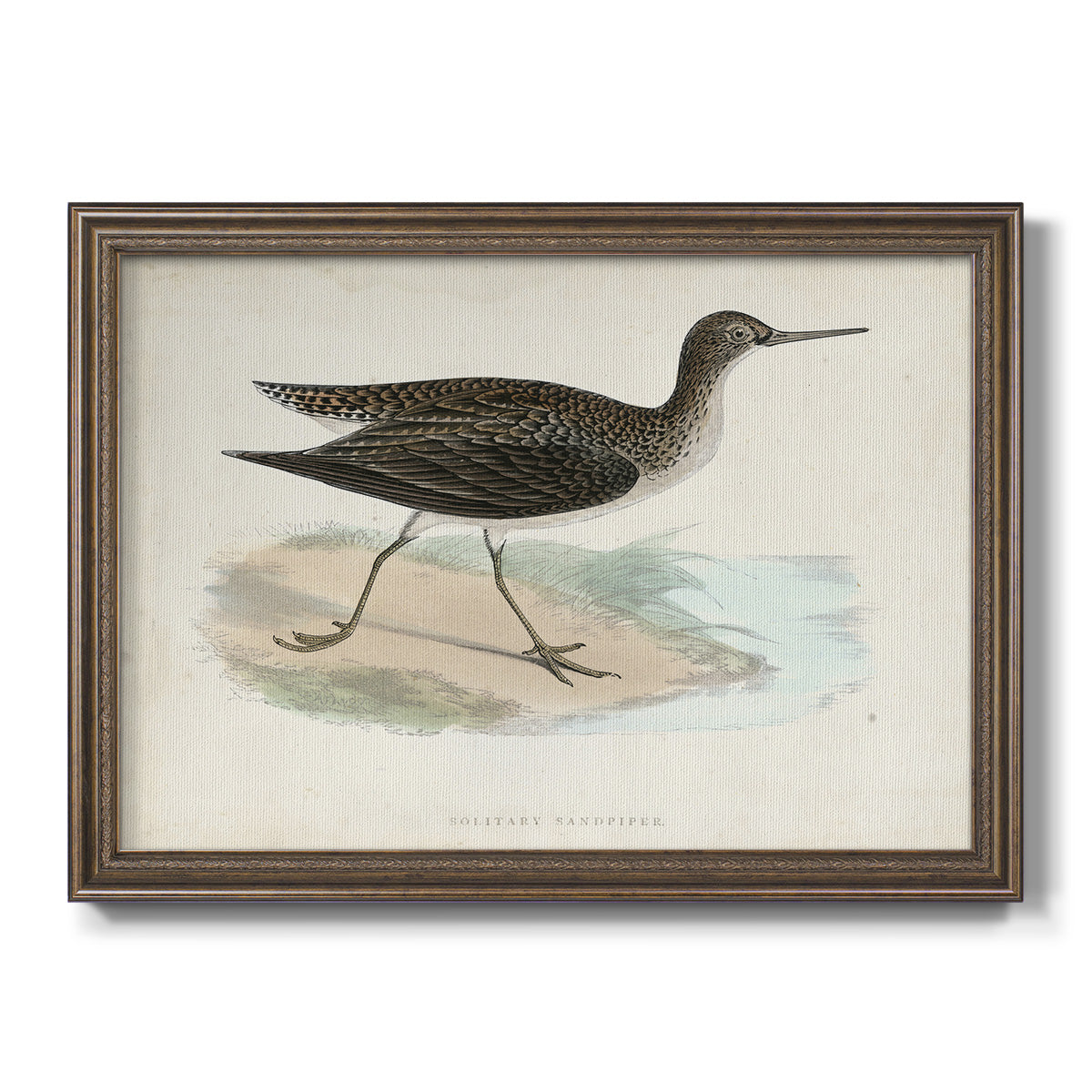 Morris Sandpipers VII Premium Framed Canvas- Ready to Hang