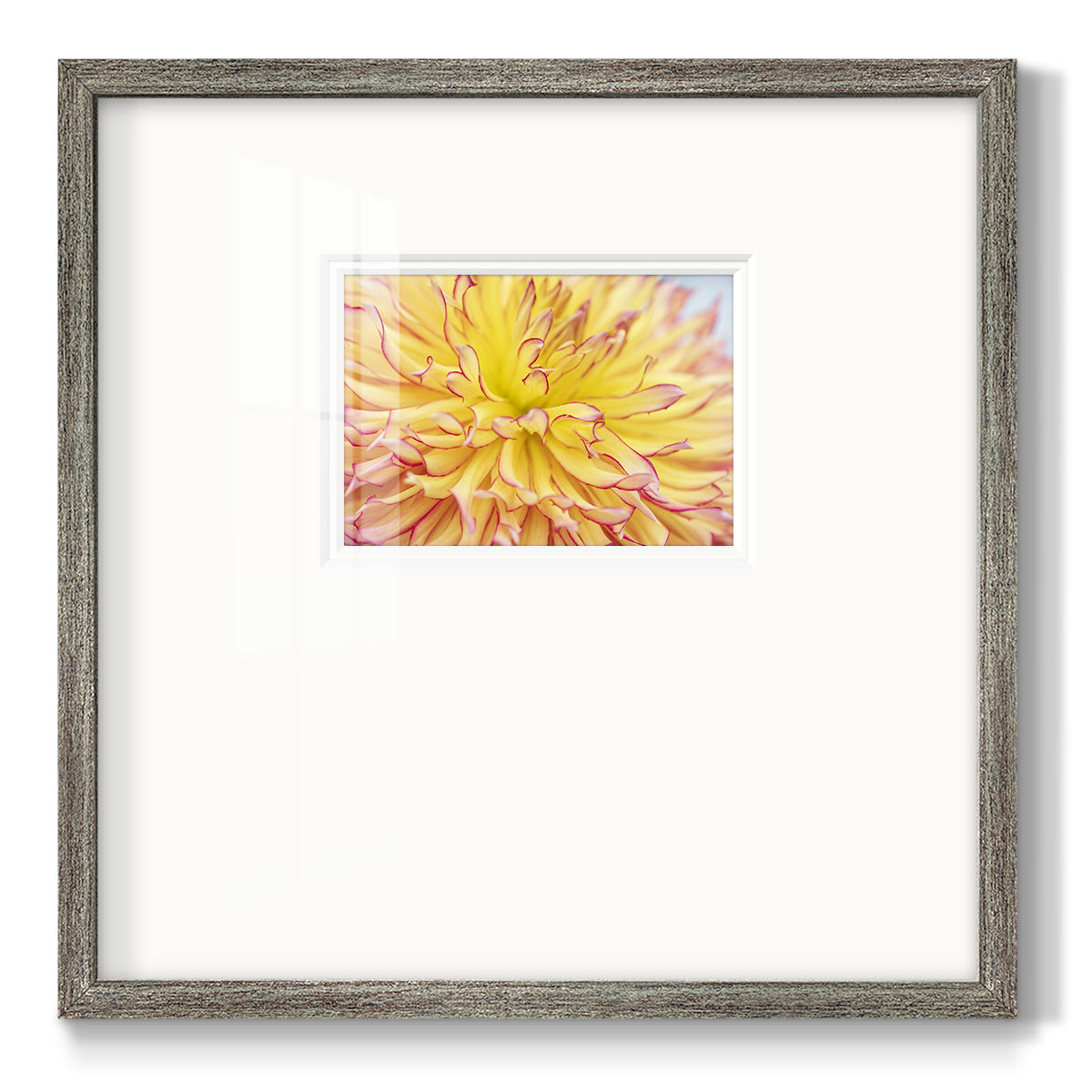 Blooms III- Premium Framed Print Double Matboard