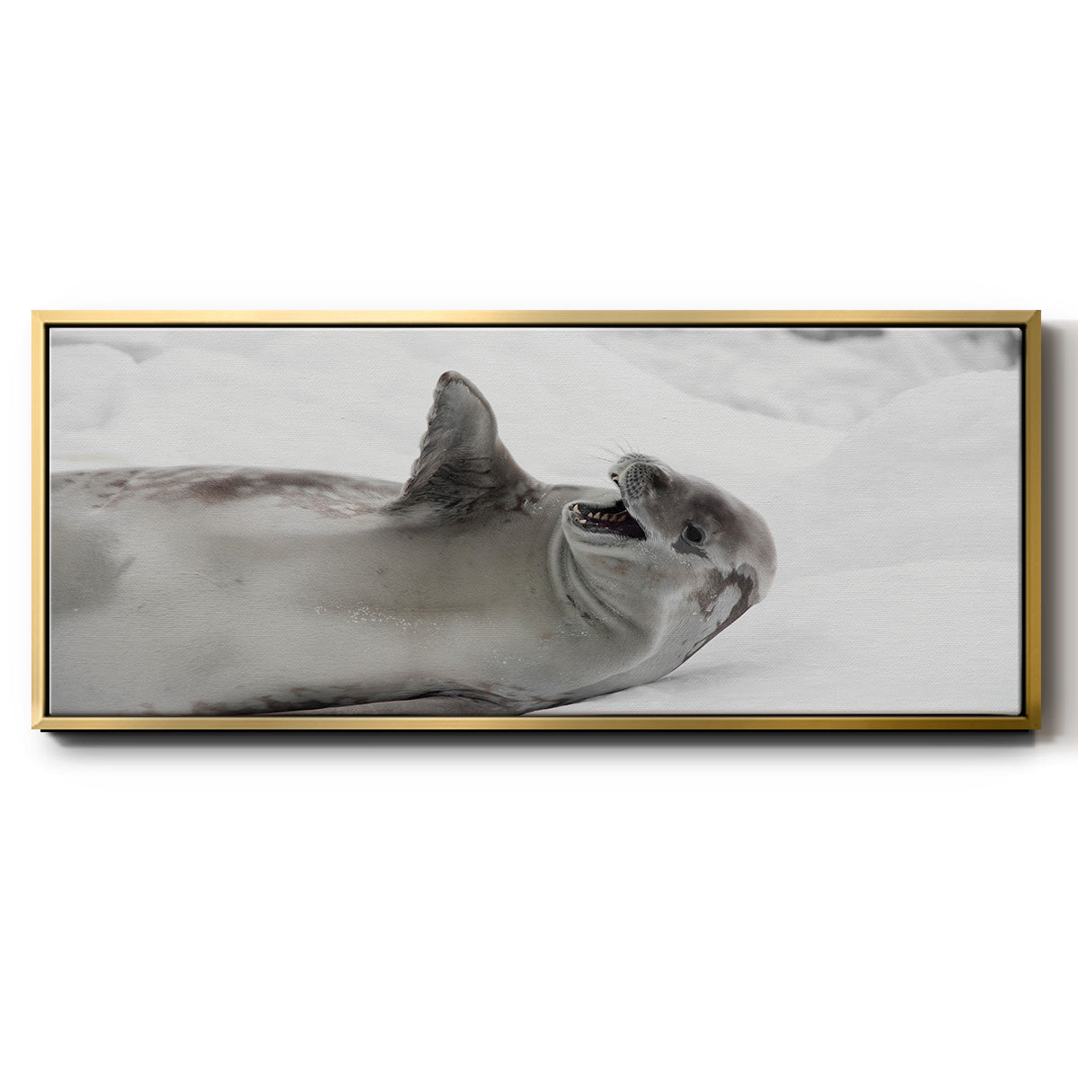 Laughing Seal - Floater Framed Canvas Print