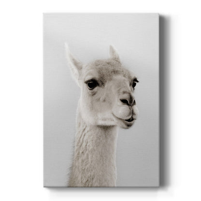 Soft Llama - Canvas Art Print