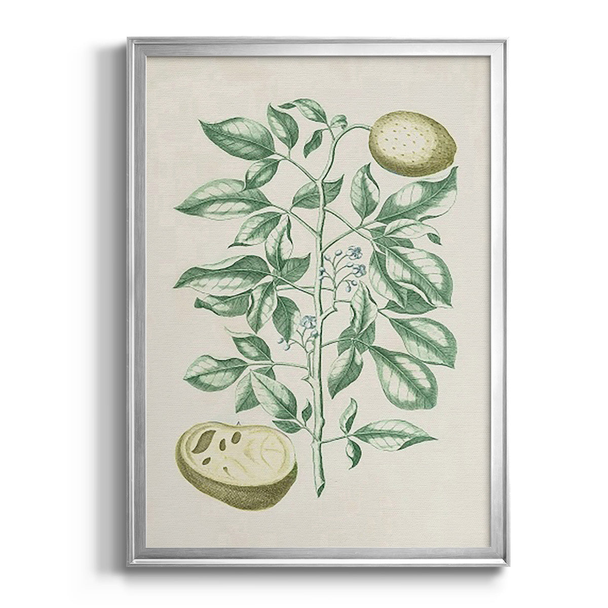 Buchoz Tropicals III - Modern Framed Canvas Print