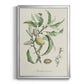 Antique Almond Botanical IV - Modern Framed Canvas Print