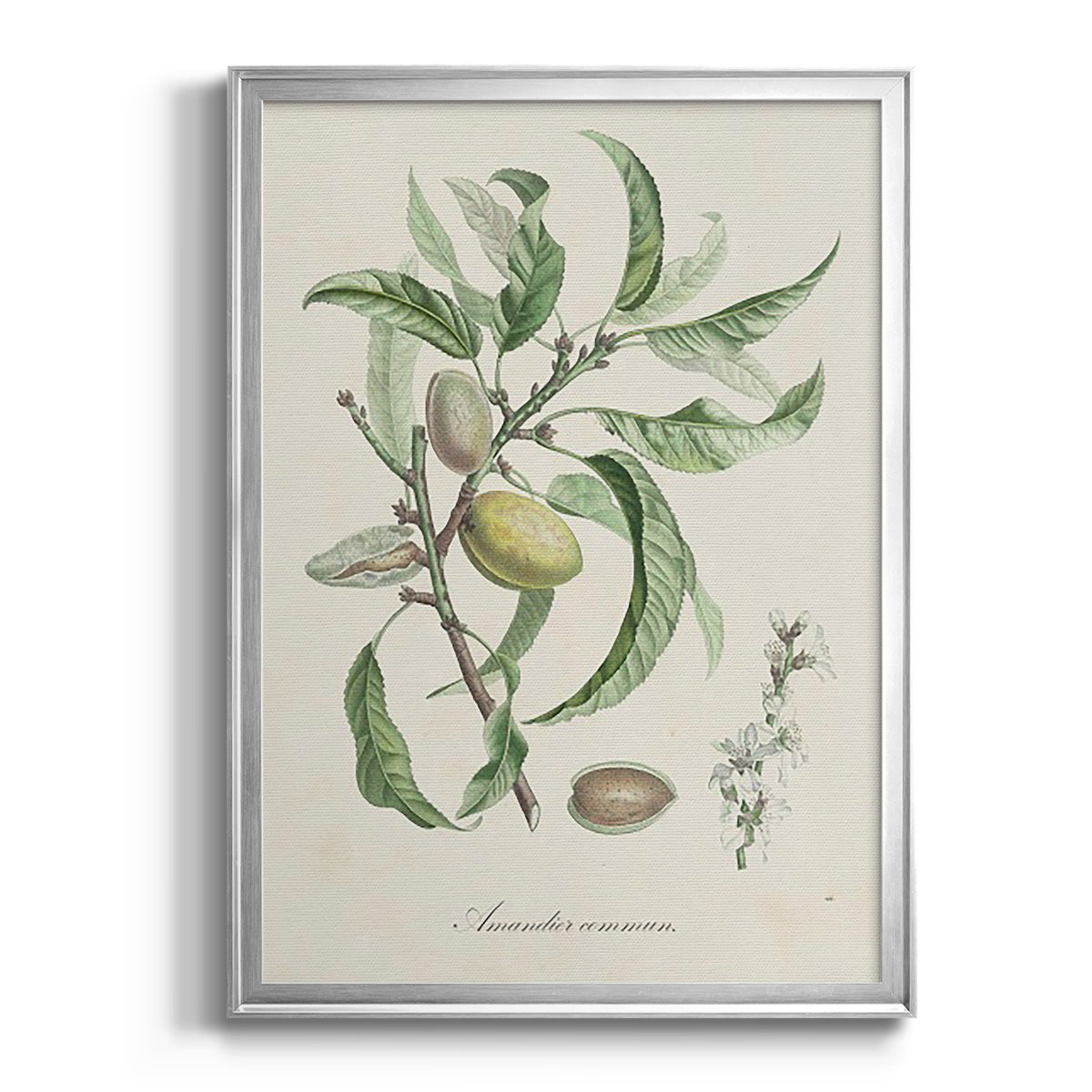 Antique Almond Botanical IV - Modern Framed Canvas Print