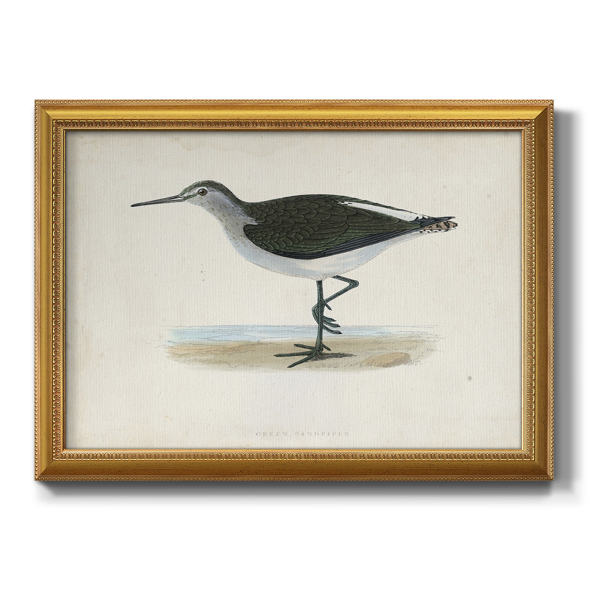 Morris Sandpipers VI Premium Framed Canvas- Ready to Hang