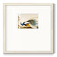 Golden Peacock Premium Framed Print Double Matboard