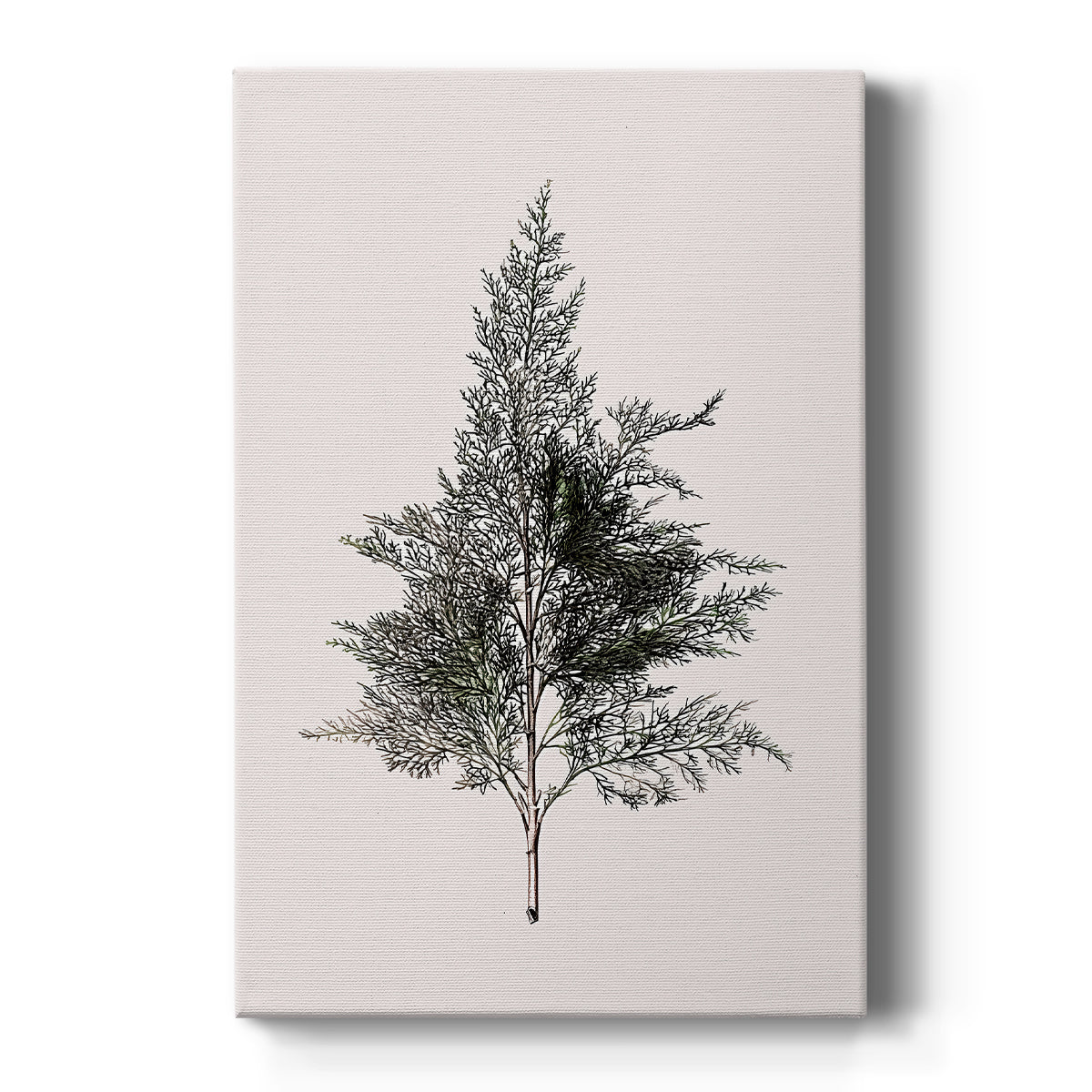 Pearled Morning at Dawn - Canvas Art Print