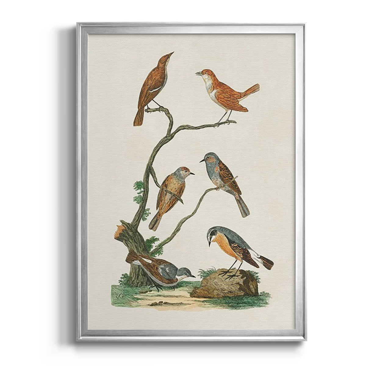 Antique Birds in Nature IV - Modern Framed Canvas Print