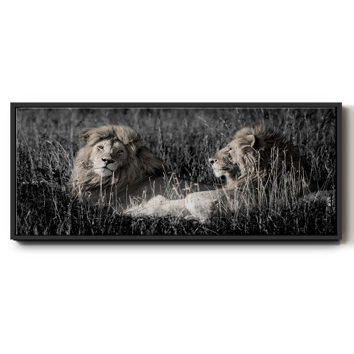 Mara Lions - Floater Framed Canvas Print