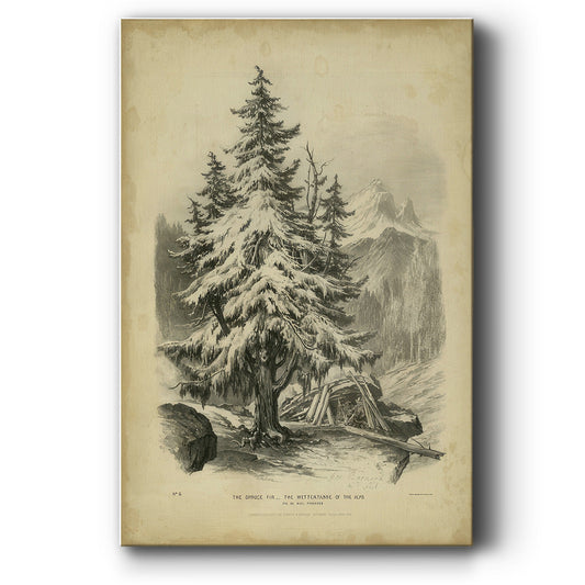 The Spruce - Canvas Art Print