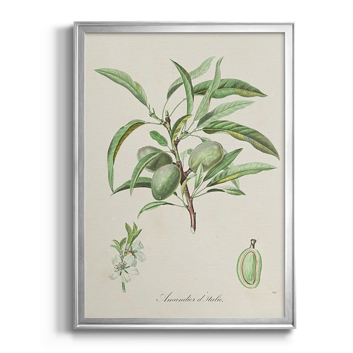 Antique Almond Botanical III - Modern Framed Canvas Print