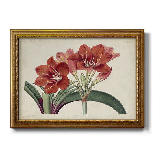 Amaryllis Splendor II Premium Framed Canvas- Ready to Hang