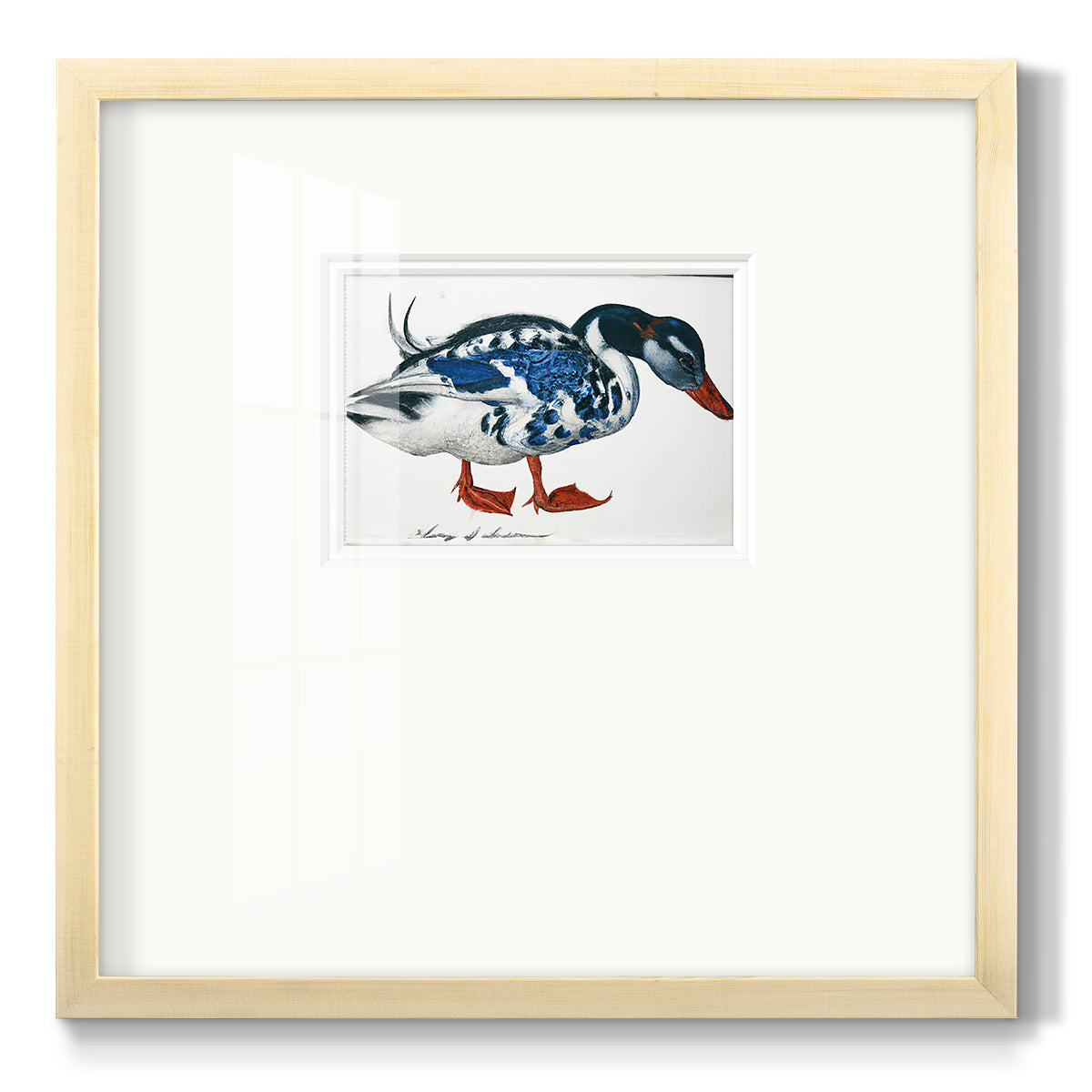 Blue Mallard Premium Framed Print Double Matboard