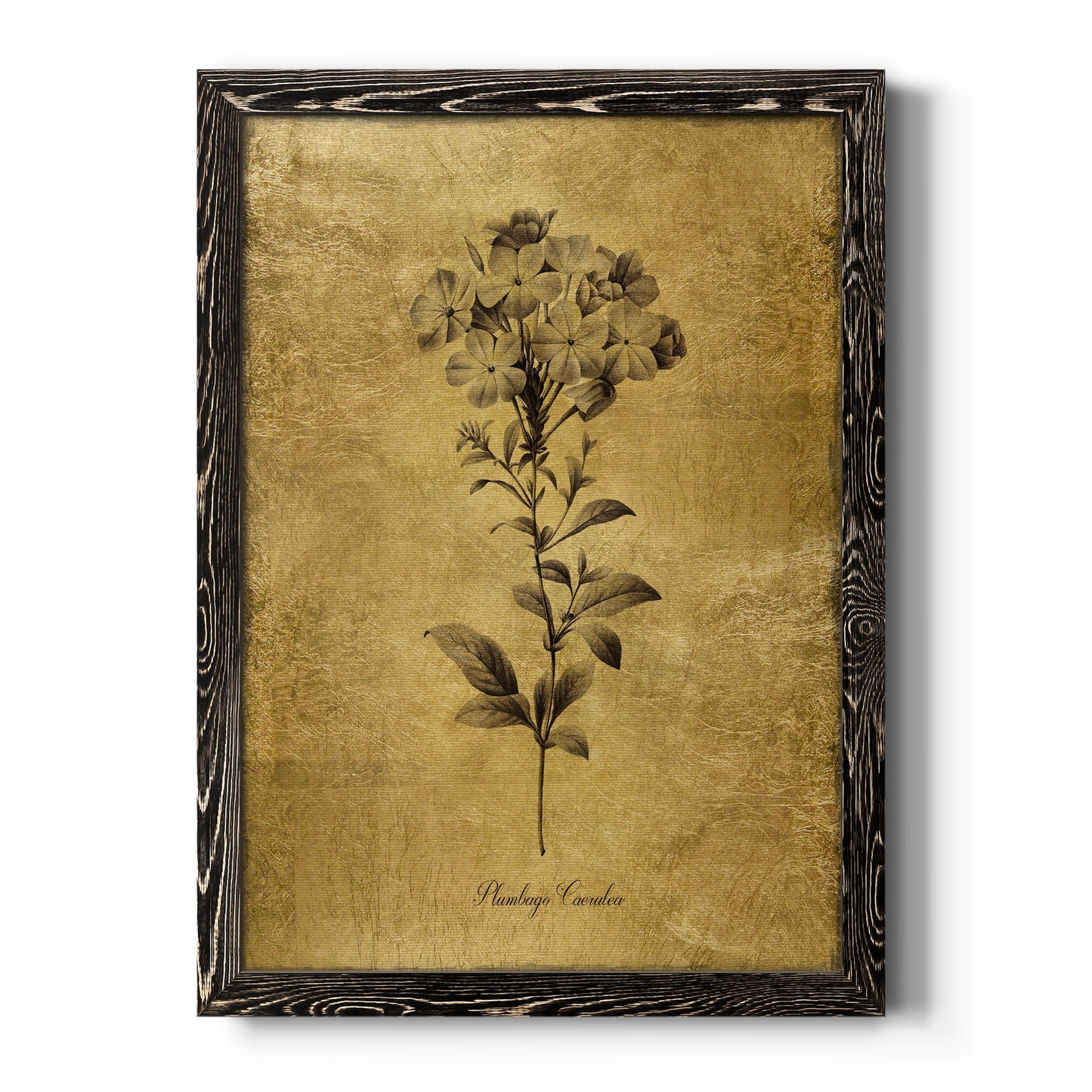 Gold Sketch Botanical II - Barnwood Framed Canvas Print